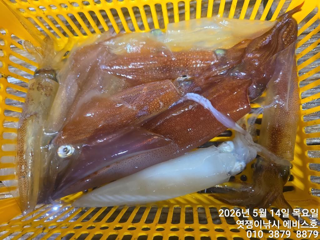 낚시뚜,기타 (직접입력),삼포항,엿쟁이낚시,낚시뚜37