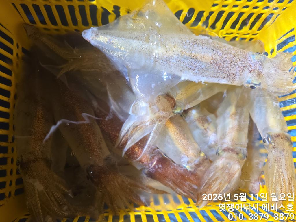 낚시뚜,기타 (직접입력),삼포항,엿쟁이낚시,낚시뚜47