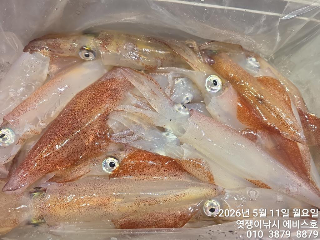 낚시뚜,기타 (직접입력),삼포항,엿쟁이낚시,낚시뚜48