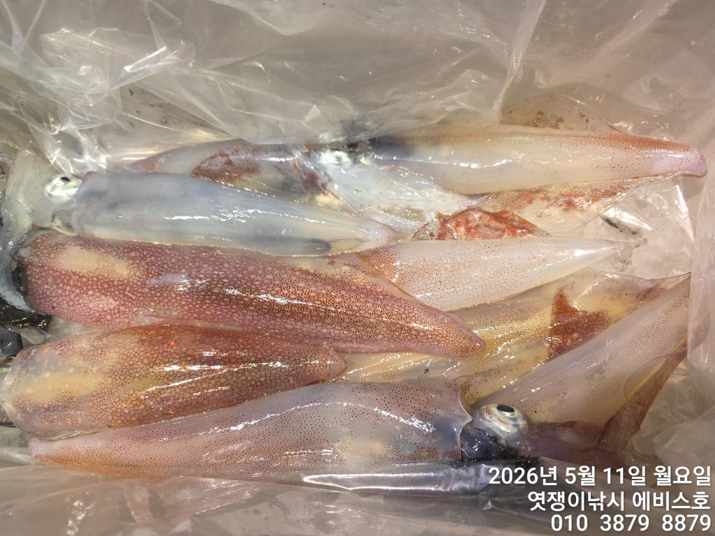 낚시뚜,기타 (직접입력),삼포항,엿쟁이낚시,낚시뚜50