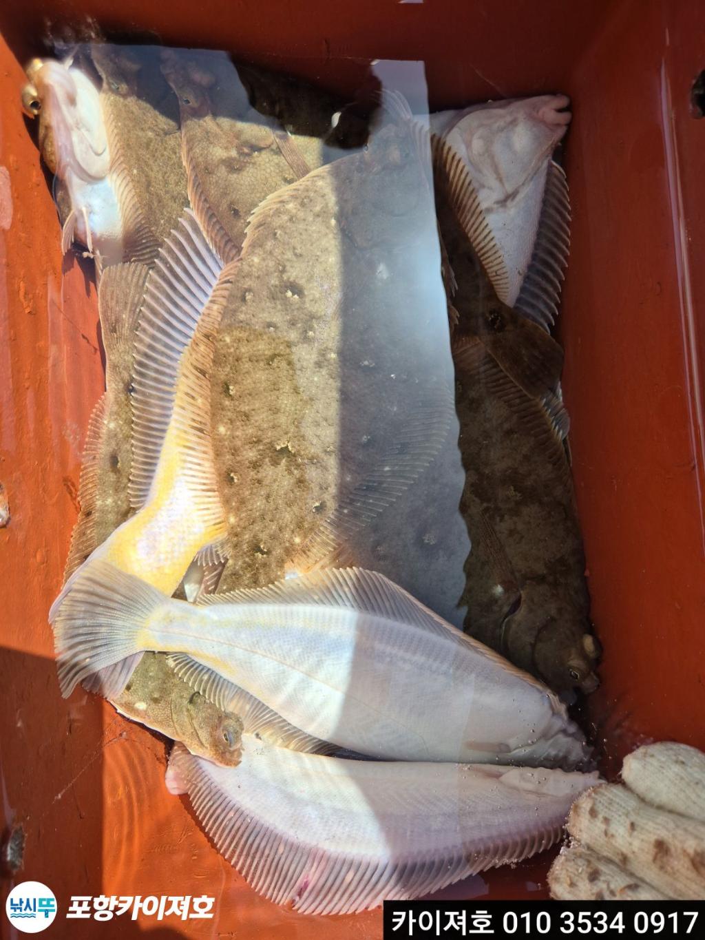 낚시뚜,도다리,영일만항,포항카이져호,낚시뚜37