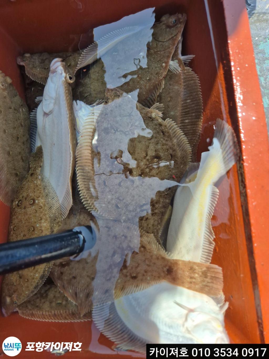낚시뚜,도다리,영일만항,포항카이져호,낚시뚜29