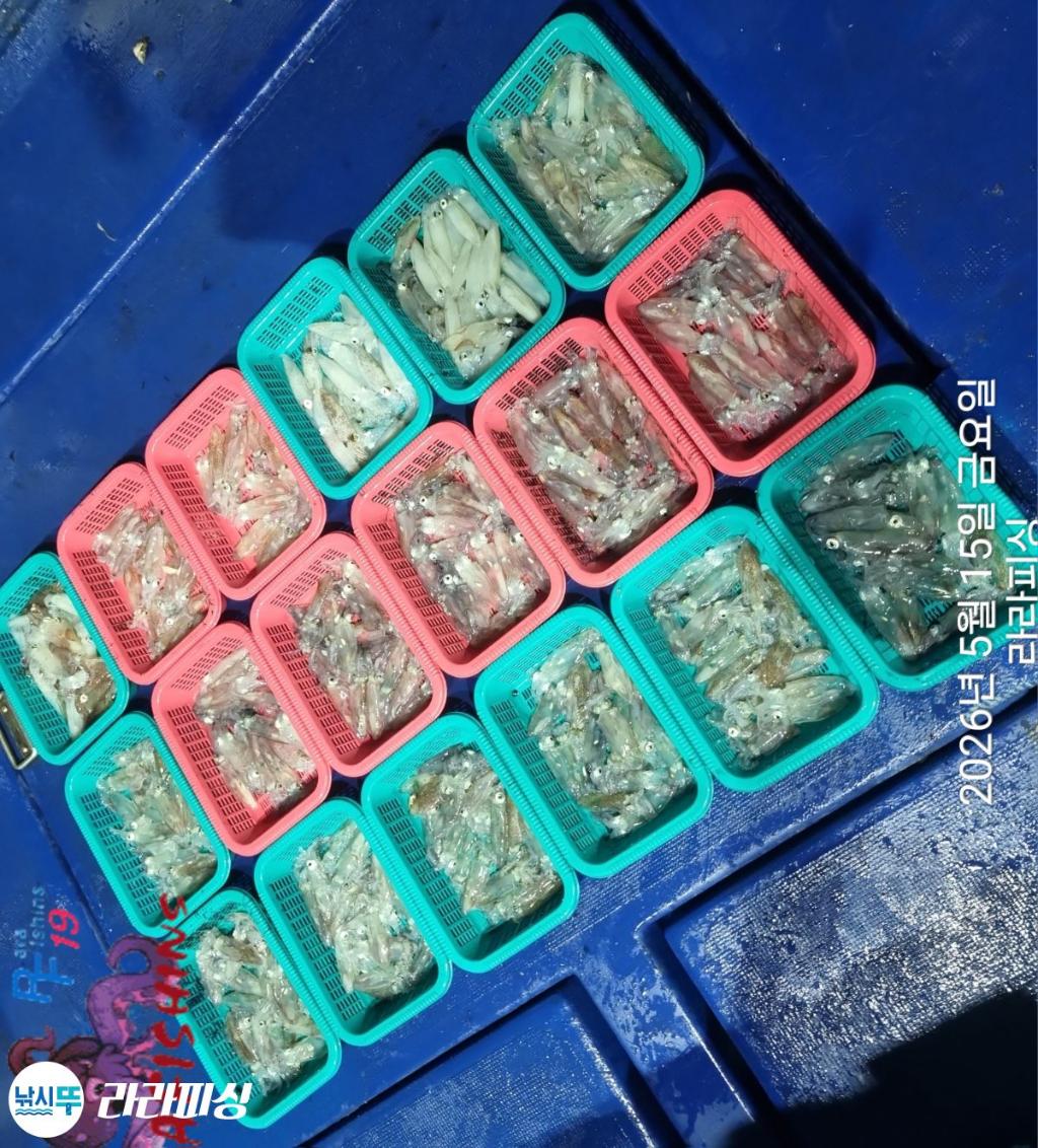 낚시뚜,호래기,속천항(진해),라라피싱,낚시뚜10
