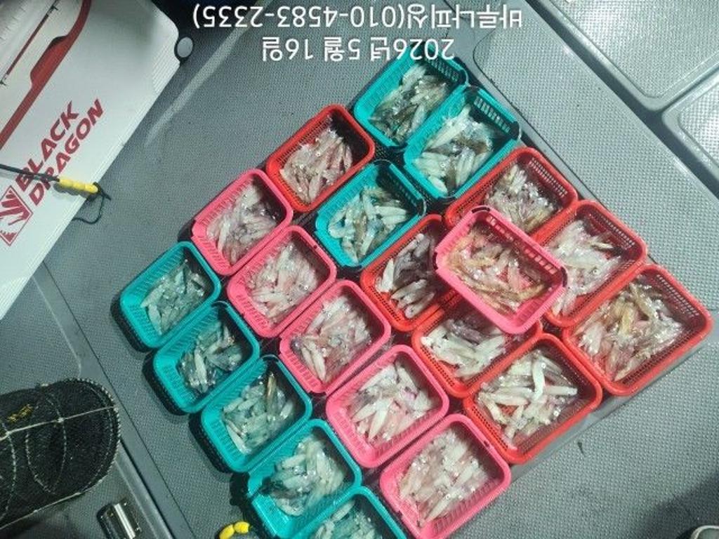 낚시뚜,호래기,속천항(진해),바루나피싱,낚시뚜2