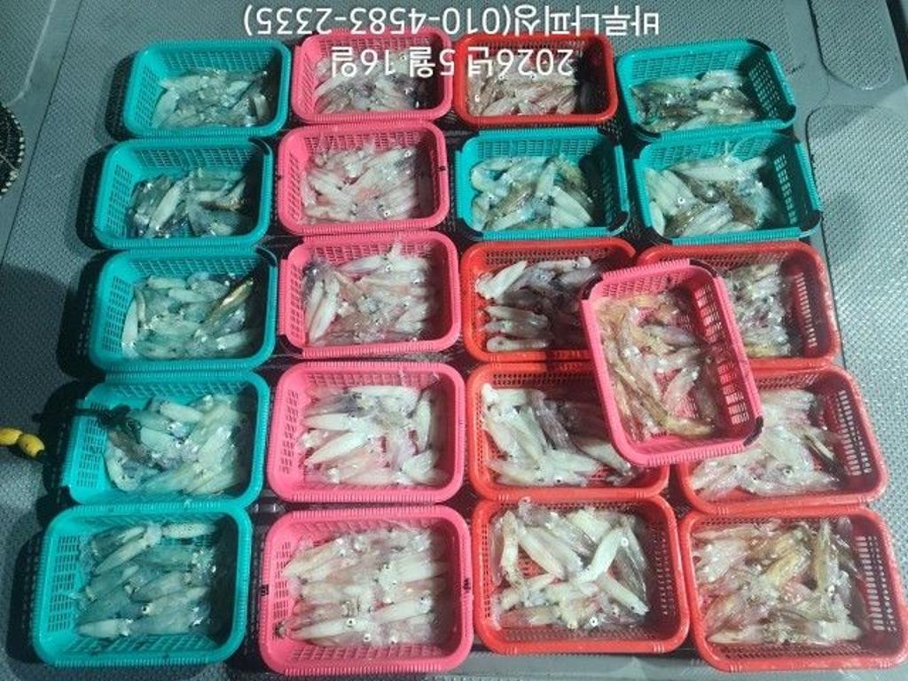 낚시뚜,호래기,속천항(진해),바루나피싱,낚시뚜1