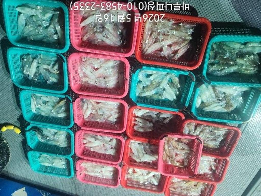 낚시뚜,호래기,속천항(진해),바루나피싱,낚시뚜0