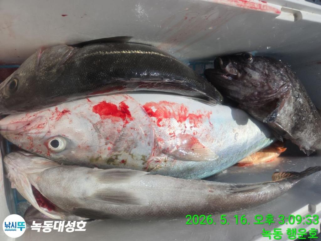 낚시뚜,농어,녹동항,녹동대성호,낚시뚜30