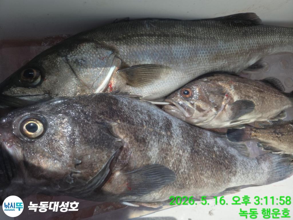 낚시뚜,농어,녹동항,녹동대성호,낚시뚜29