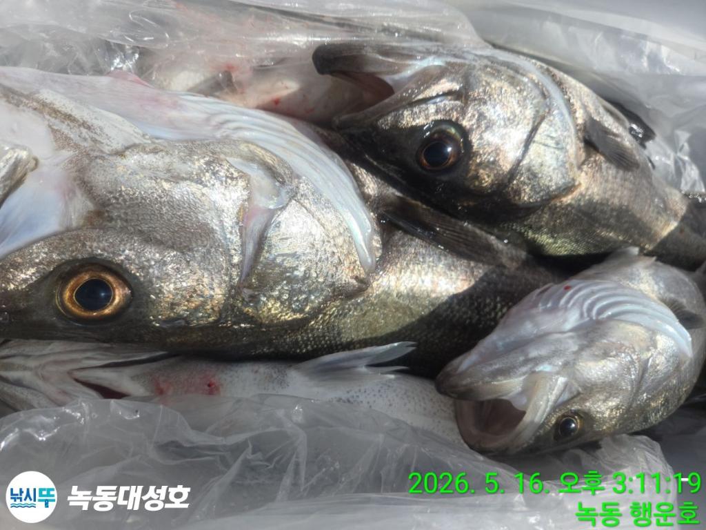낚시뚜,농어,녹동항,녹동대성호,낚시뚜28