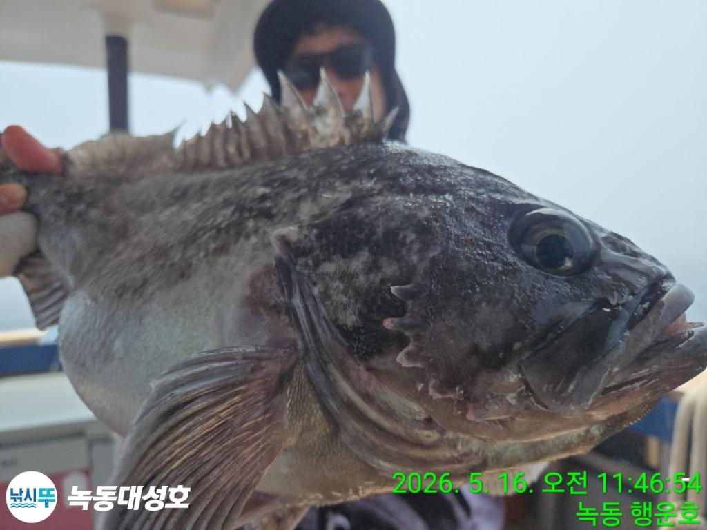 낚시뚜,농어,녹동항,녹동대성호,낚시뚜15