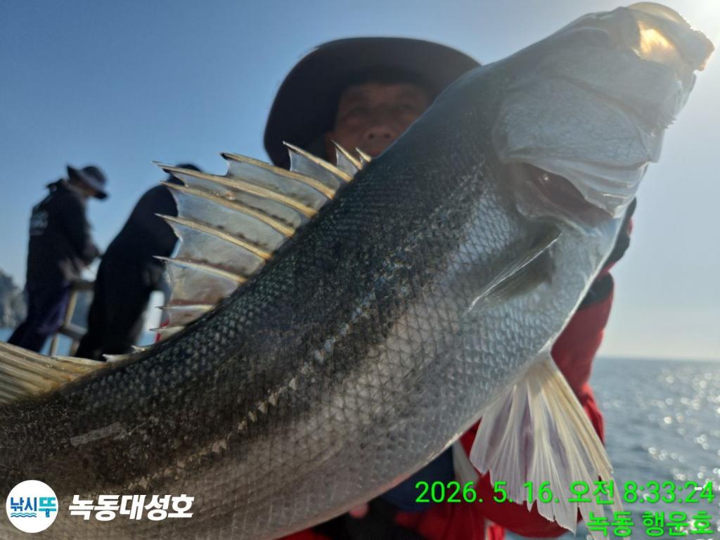 낚시뚜,농어,녹동항,녹동대성호,낚시뚜4