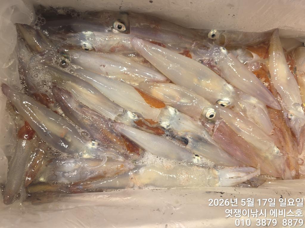 낚시뚜,기타 (직접입력),삼포항,엿쟁이낚시,낚시뚜15
