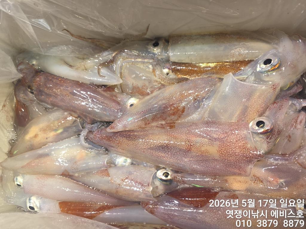 낚시뚜,기타 (직접입력),삼포항,엿쟁이낚시,낚시뚜18