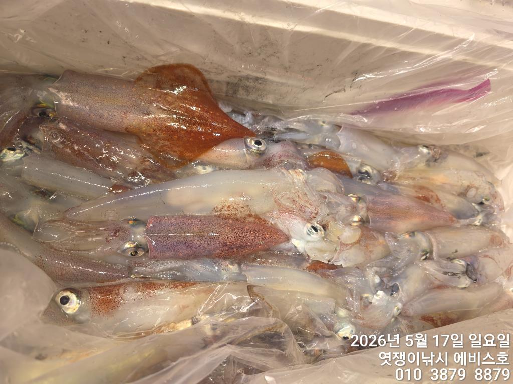 낚시뚜,기타 (직접입력),삼포항,엿쟁이낚시,낚시뚜20