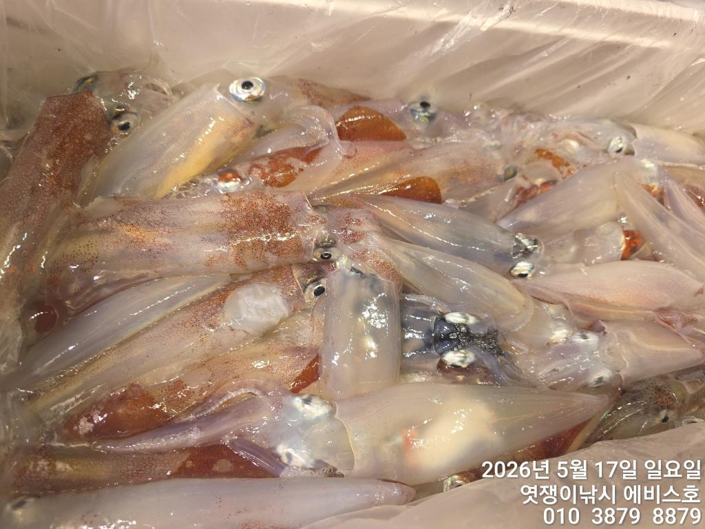 낚시뚜,기타 (직접입력),삼포항,엿쟁이낚시,낚시뚜21