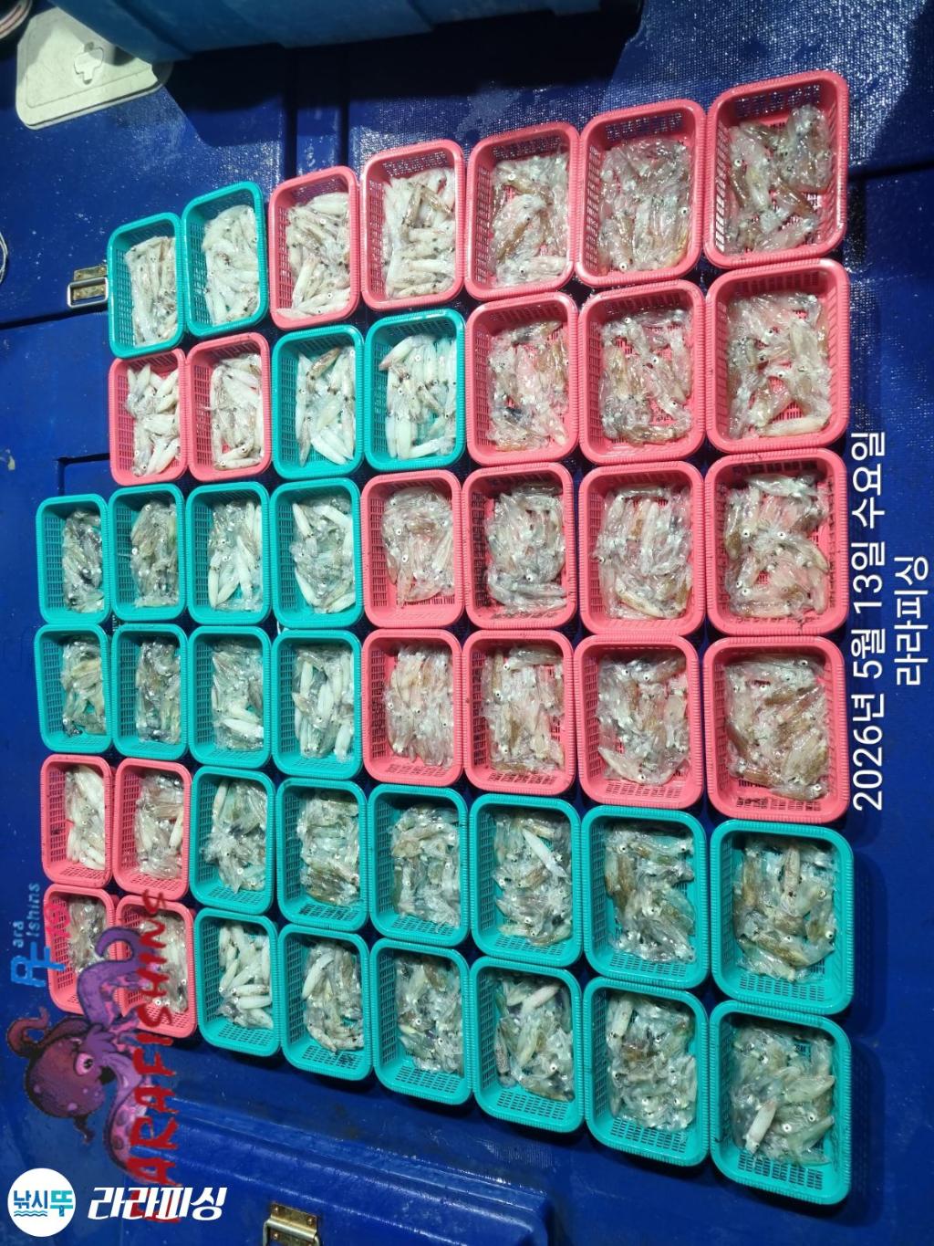 낚시뚜,호래기,속천항(진해),라라피싱,낚시뚜23