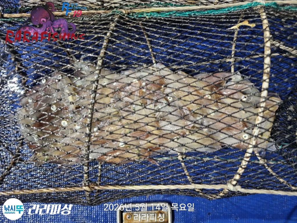 낚시뚜,호래기,속천항(진해),라라피싱,낚시뚜21