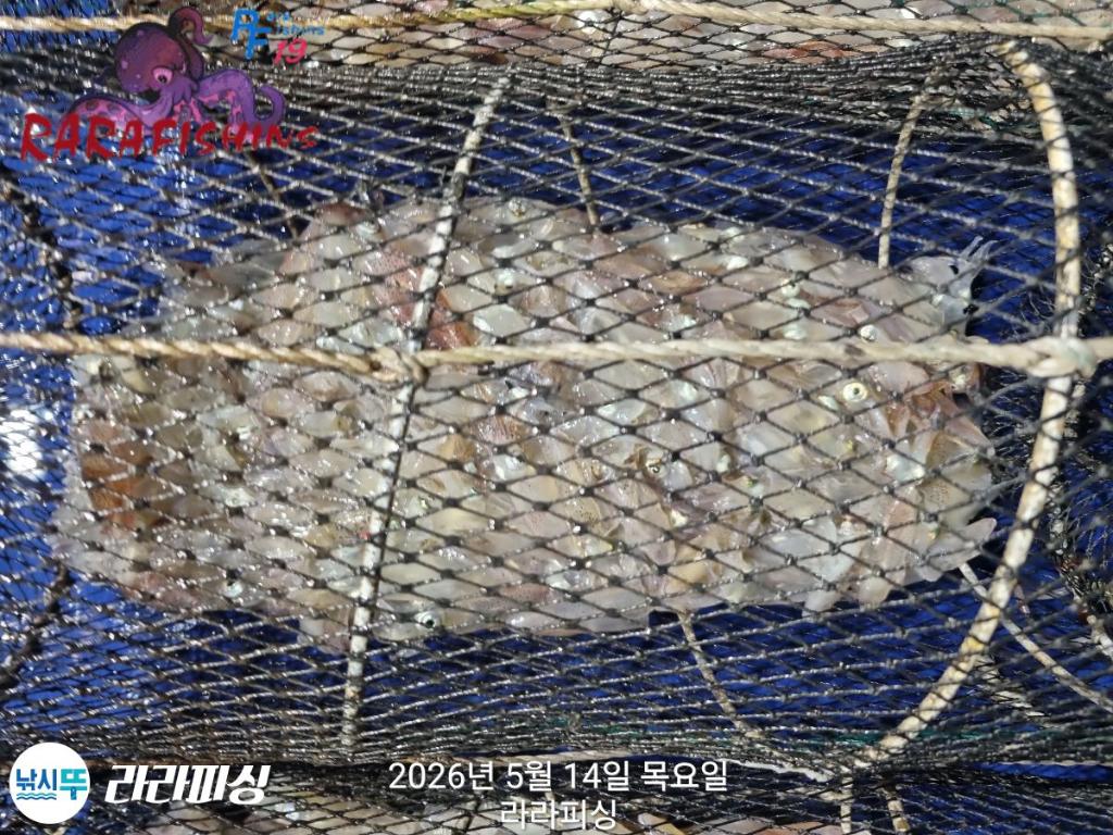 낚시뚜,호래기,속천항(진해),라라피싱,낚시뚜20