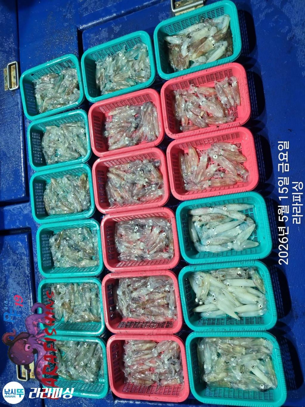 낚시뚜,호래기,속천항(진해),라라피싱,낚시뚜14