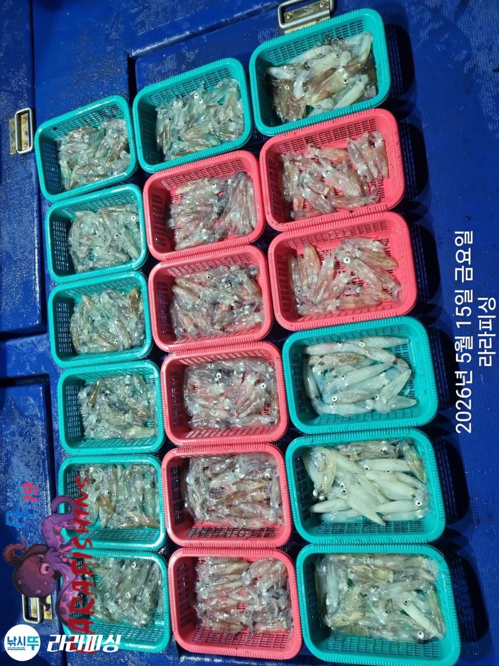 낚시뚜,호래기,속천항(진해),라라피싱,낚시뚜13
