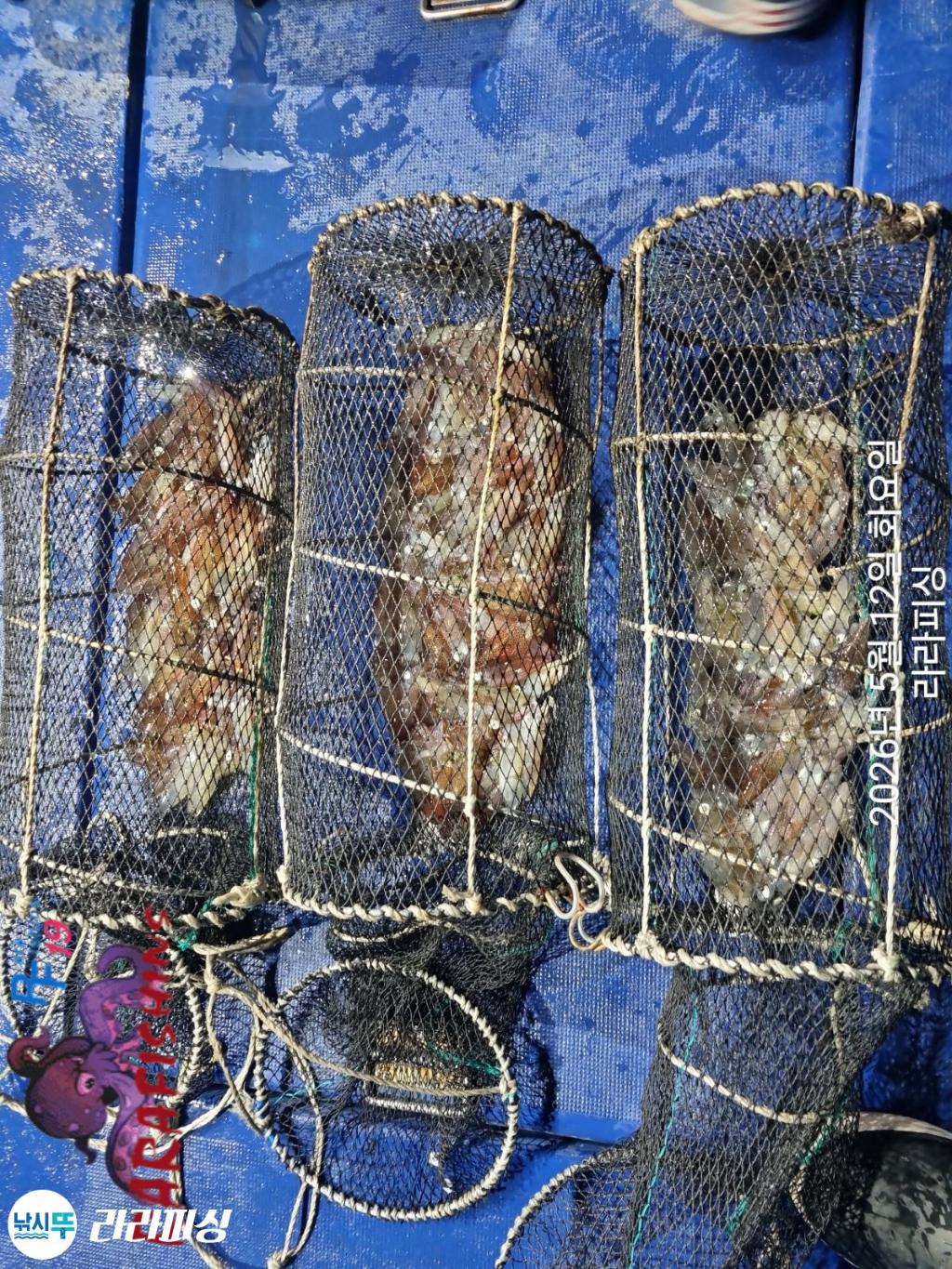 낚시뚜,호래기,속천항(진해),라라피싱,낚시뚜21