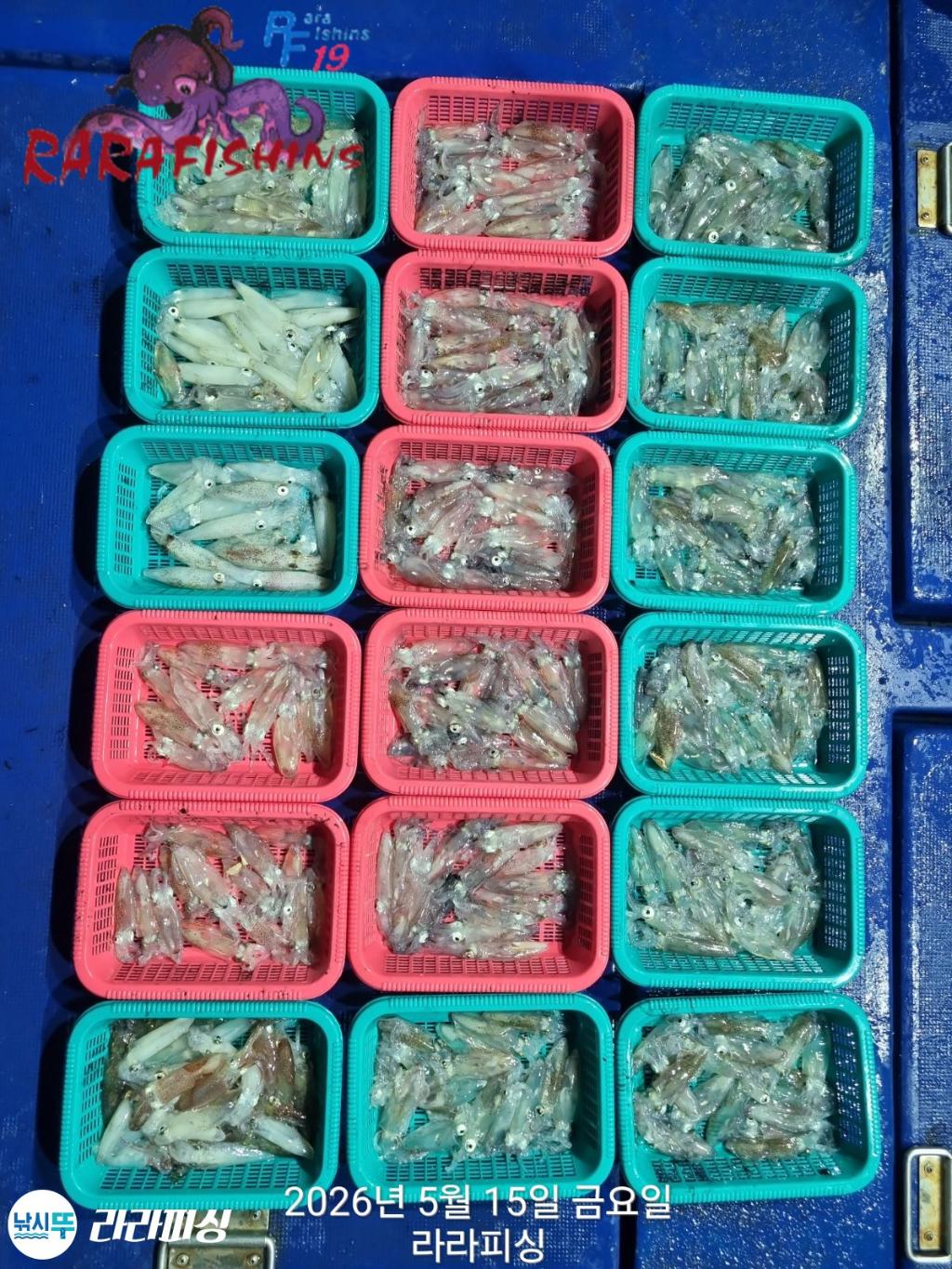 낚시뚜,호래기,속천항(진해),라라피싱,낚시뚜1
