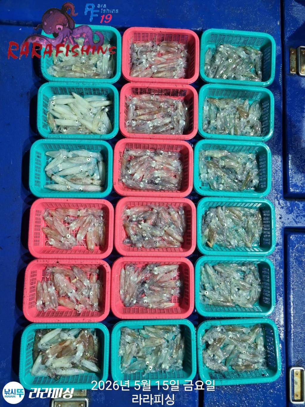 낚시뚜,호래기,속천항(진해),라라피싱,낚시뚜0