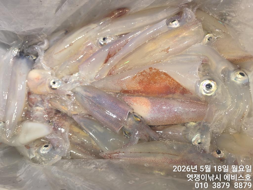 낚시뚜,기타 (직접입력),삼포항,엿쟁이낚시,낚시뚜13