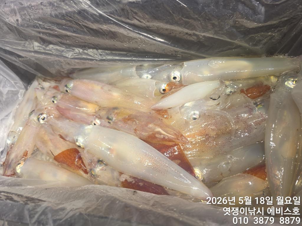 낚시뚜,기타 (직접입력),삼포항,엿쟁이낚시,낚시뚜15
