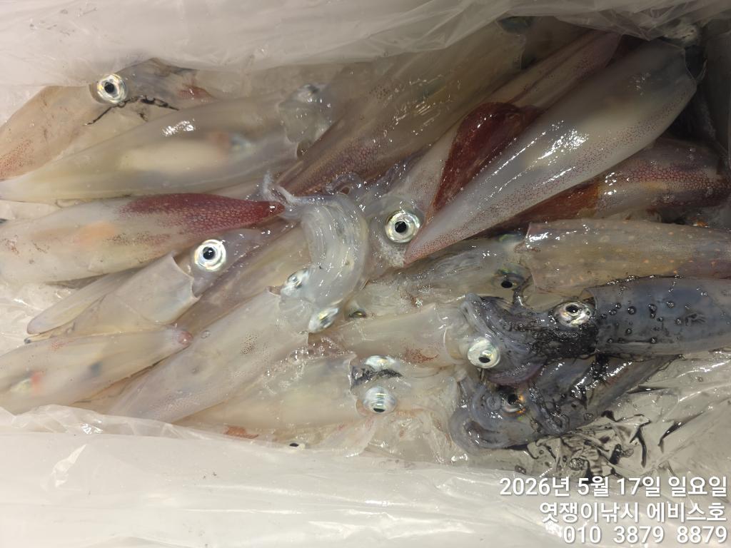 낚시뚜,기타 (직접입력),삼포항,엿쟁이낚시,낚시뚜36