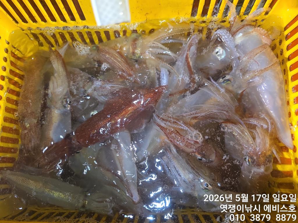 낚시뚜,기타 (직접입력),삼포항,엿쟁이낚시,낚시뚜42