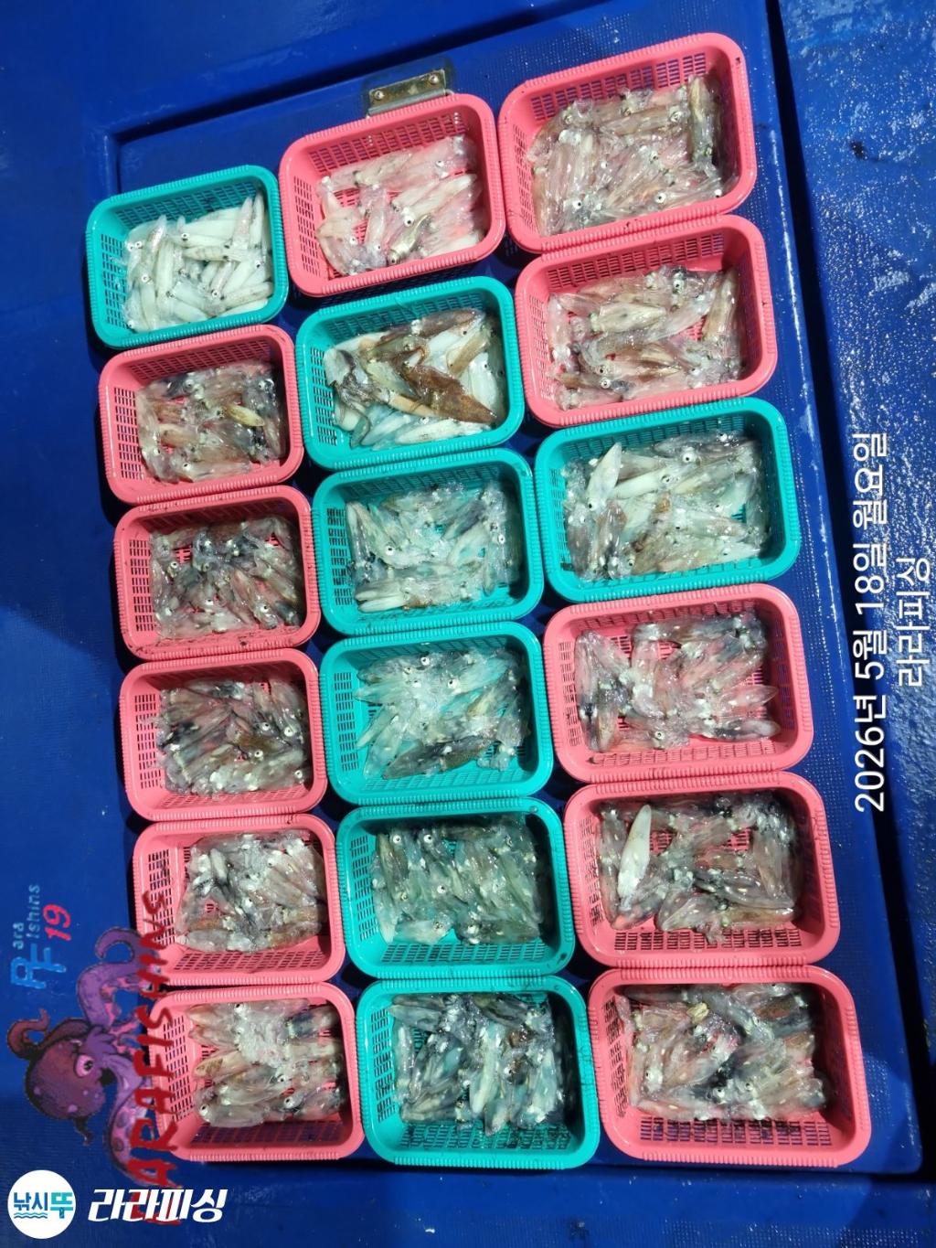 낚시뚜,호래기,속천항(진해),라라피싱,낚시뚜18