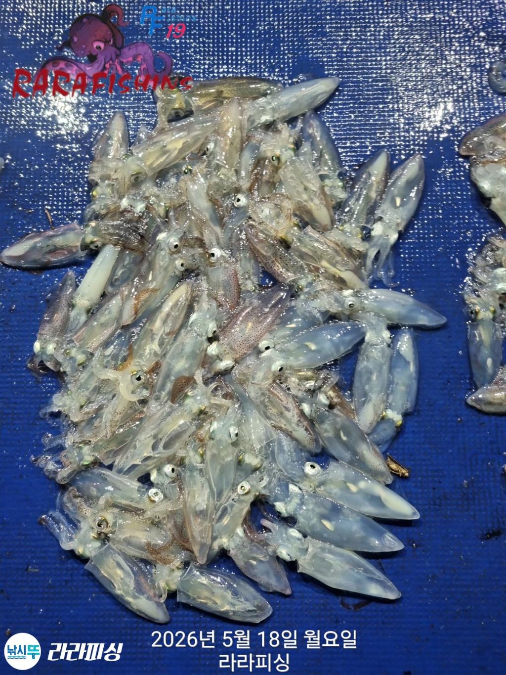 낚시뚜,호래기,속천항(진해),라라피싱,낚시뚜15