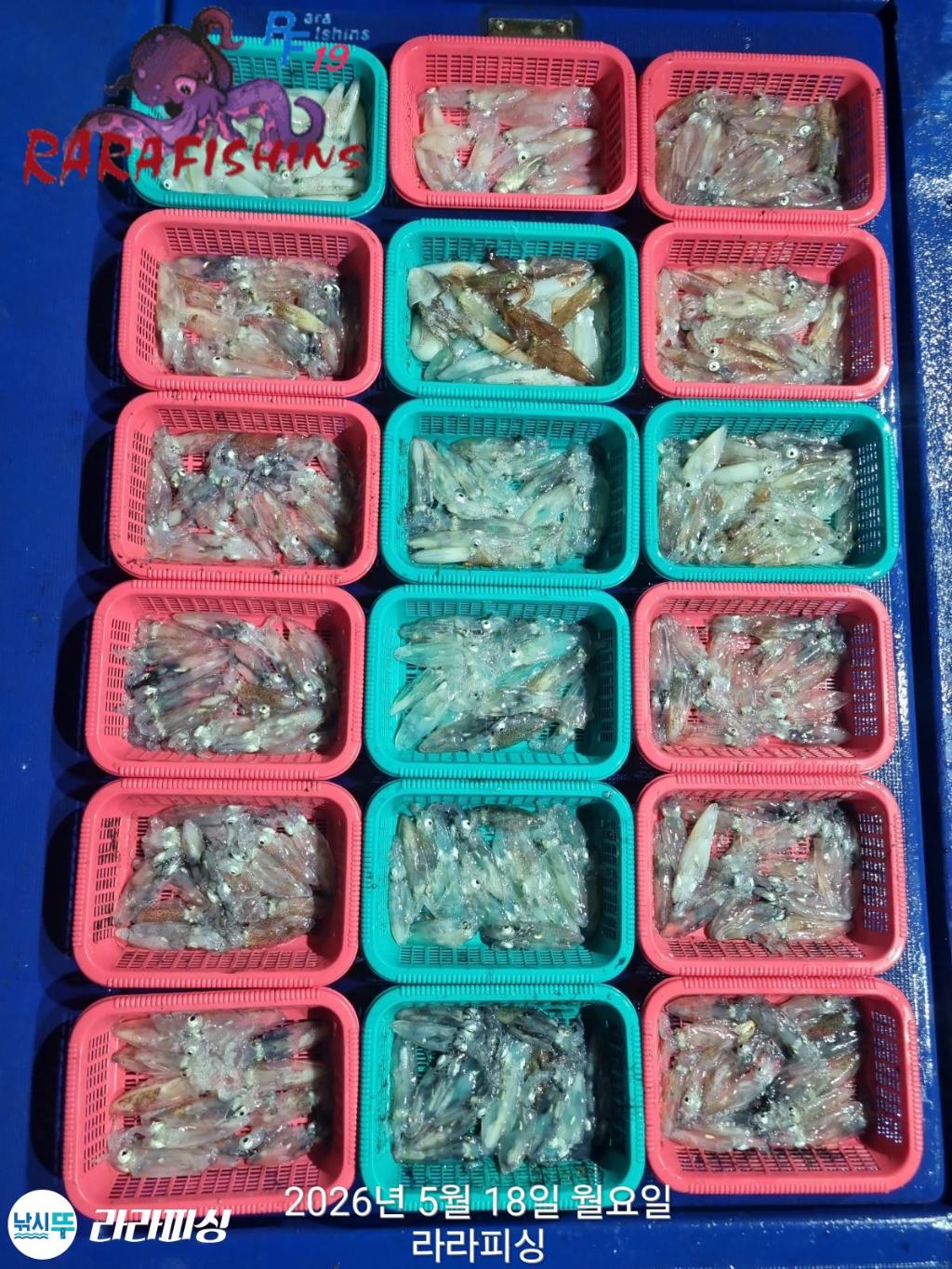 낚시뚜,호래기,속천항(진해),라라피싱,낚시뚜1
