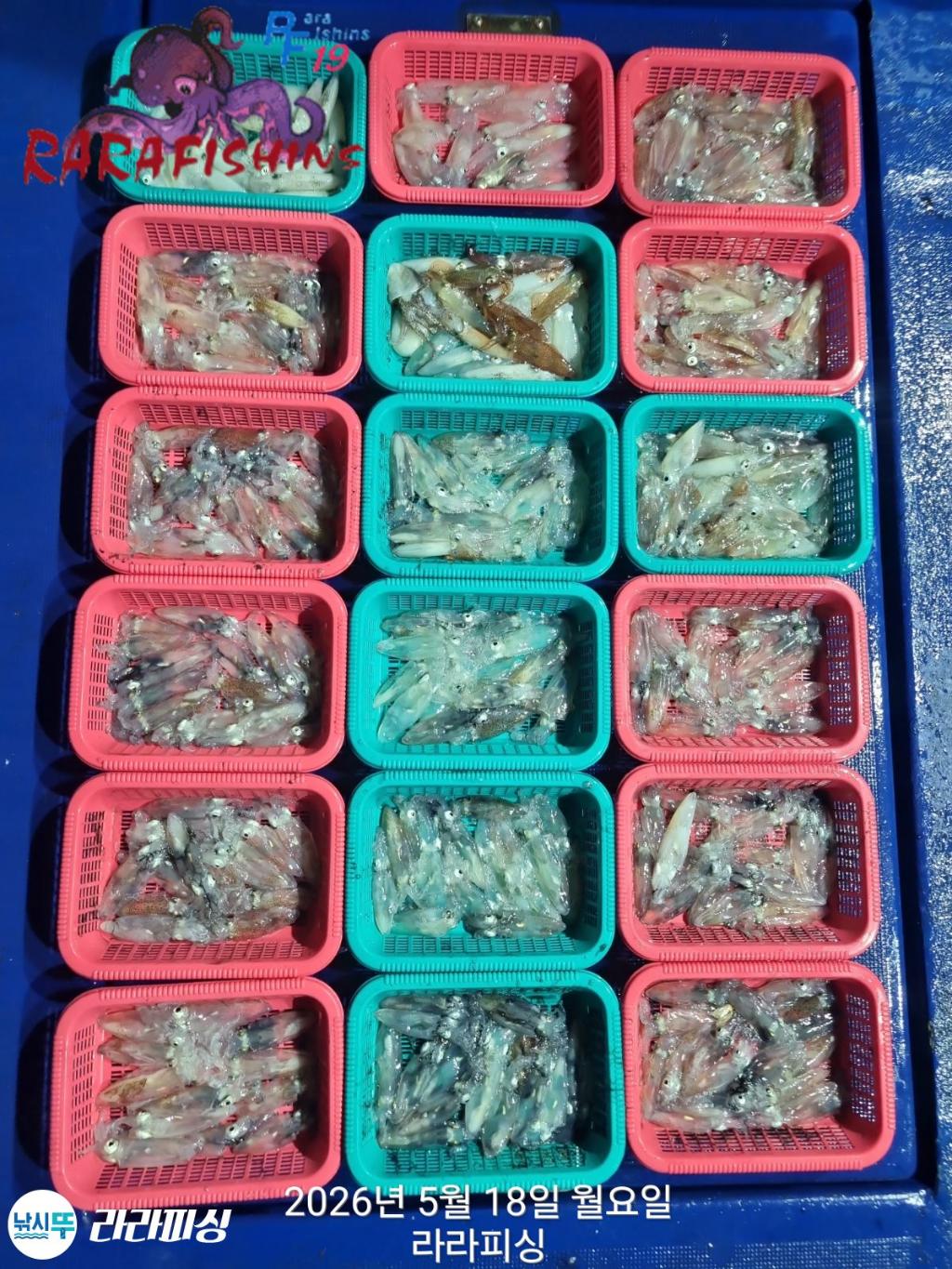낚시뚜,호래기,속천항(진해),라라피싱,낚시뚜0