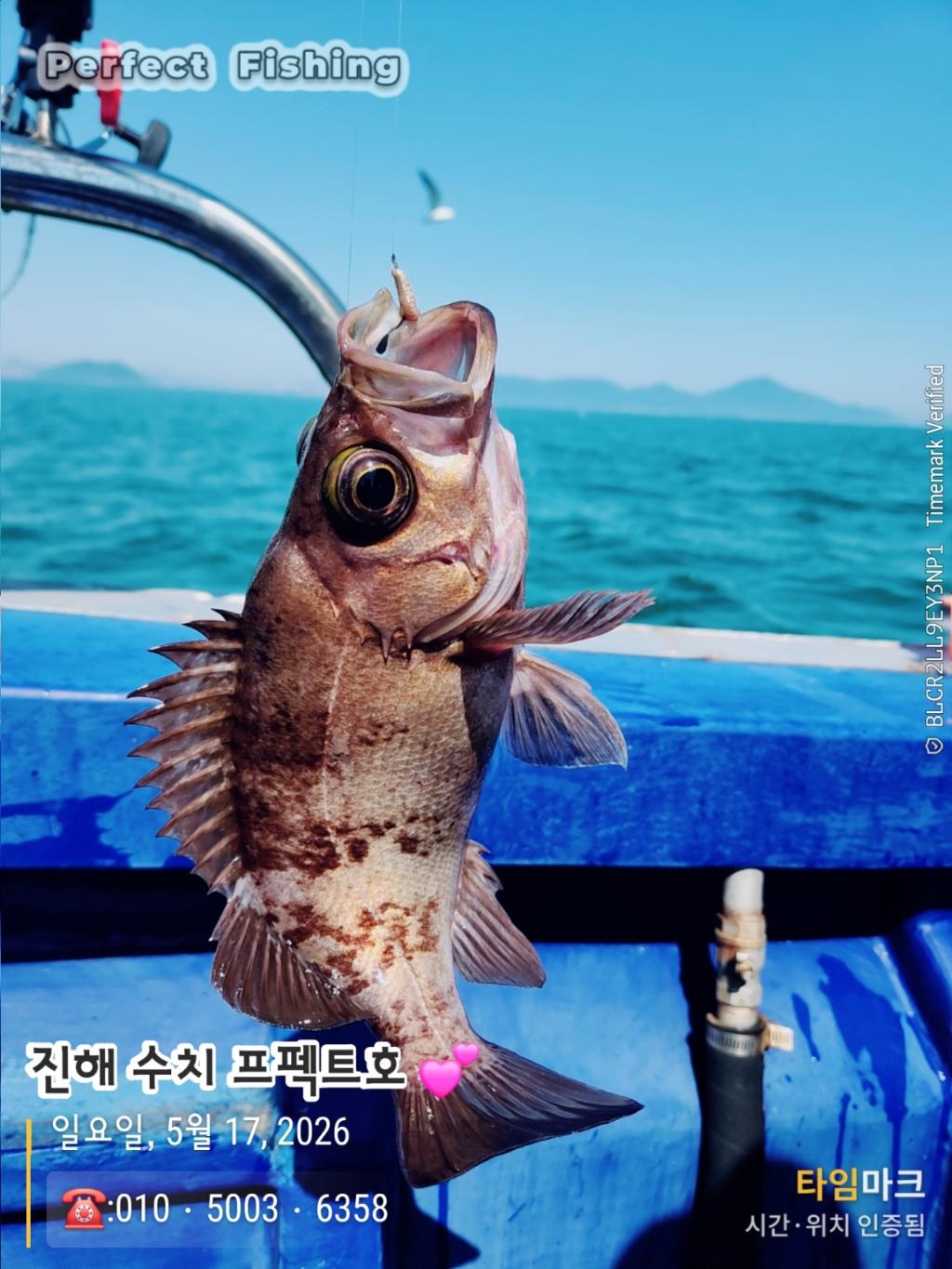 낚시뚜,기타어종,진해 수치마을 방파제,퍼펙트호,낚시뚜0