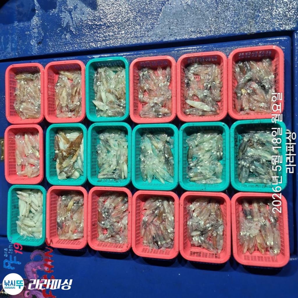 낚시뚜,호래기,속천항(진해),라라피싱,낚시뚜20