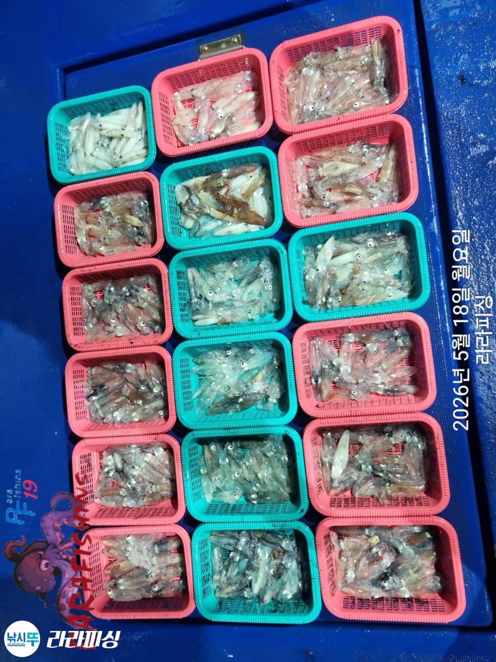 낚시뚜,호래기,속천항(진해),라라피싱,낚시뚜19