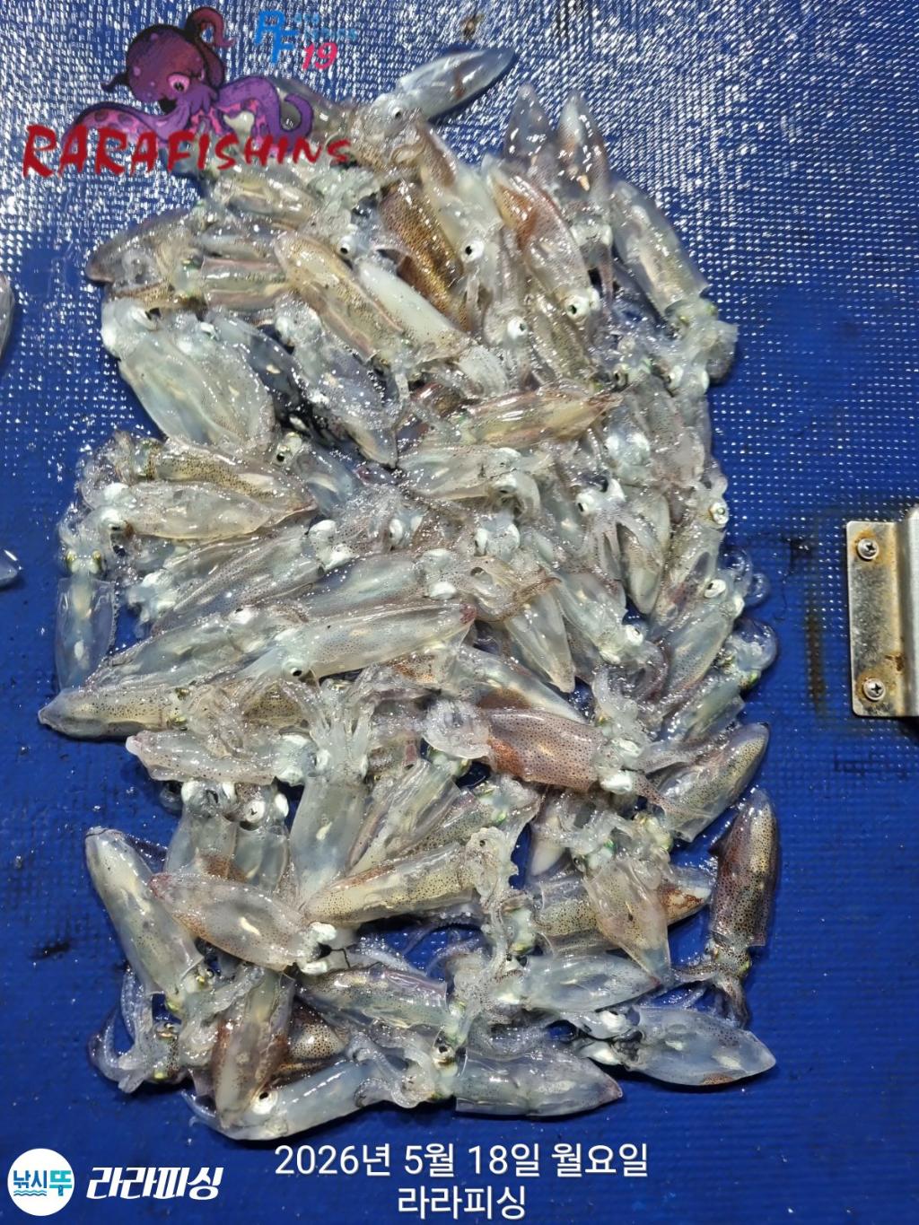 낚시뚜,호래기,속천항(진해),라라피싱,낚시뚜14