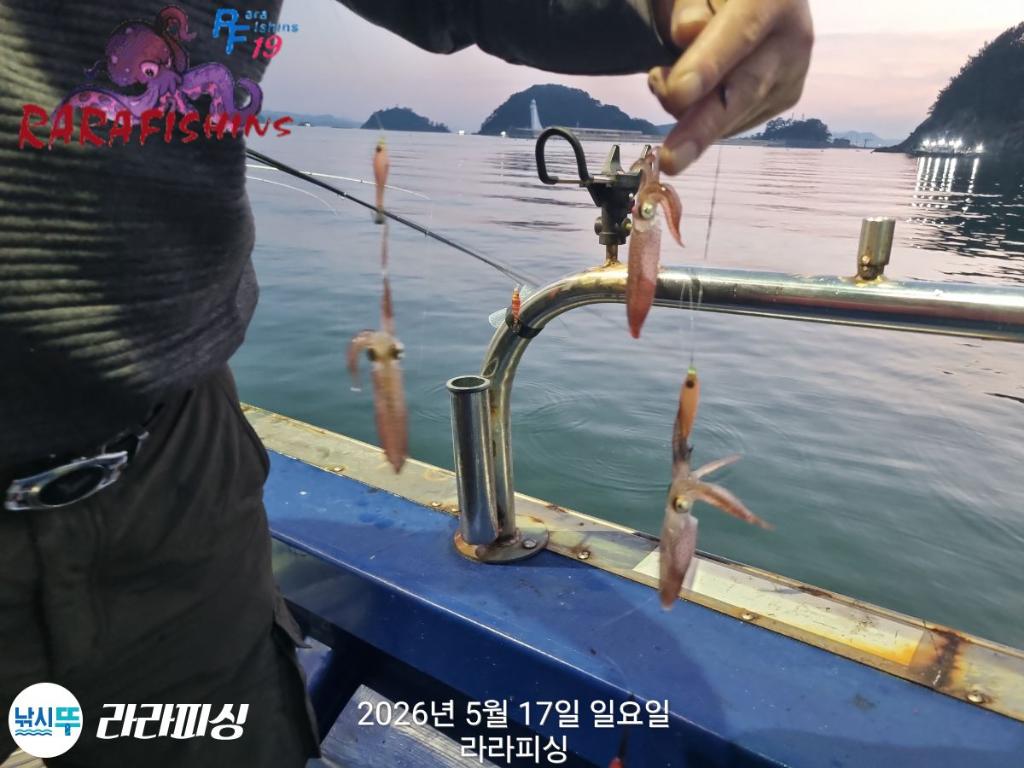 낚시뚜,호래기,속천항(진해),라라피싱,낚시뚜10