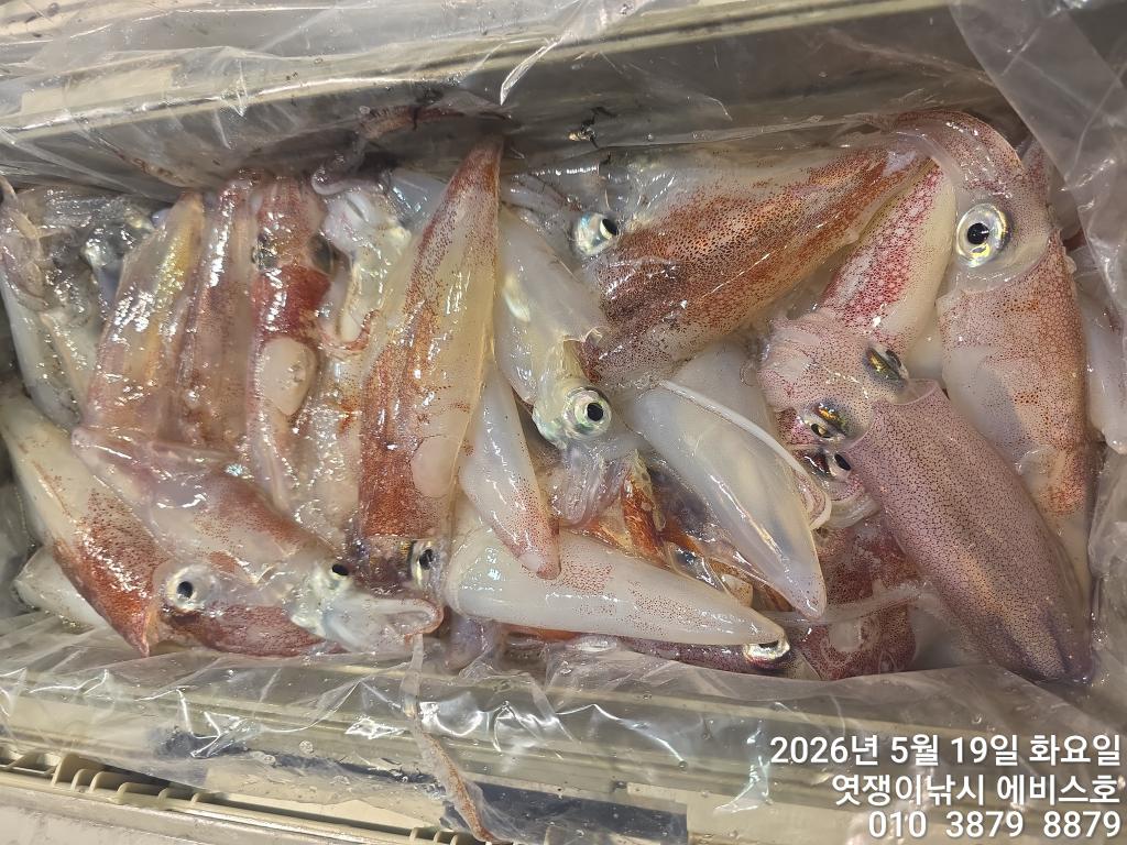 낚시뚜,기타 (직접입력),삼포항,엿쟁이낚시,낚시뚜16