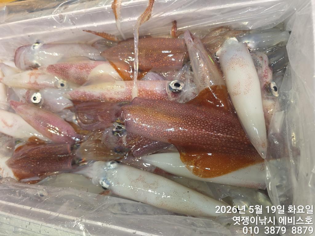 낚시뚜,기타 (직접입력),삼포항,엿쟁이낚시,낚시뚜18