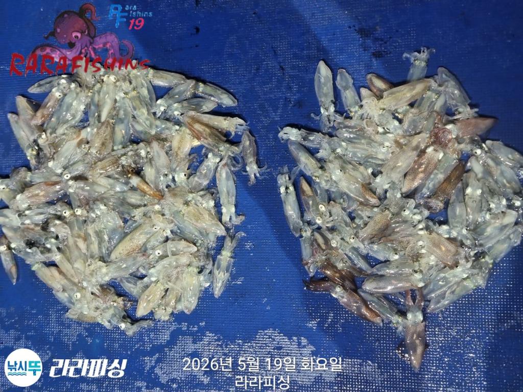 낚시뚜,호래기,속천항(진해),라라피싱,낚시뚜15