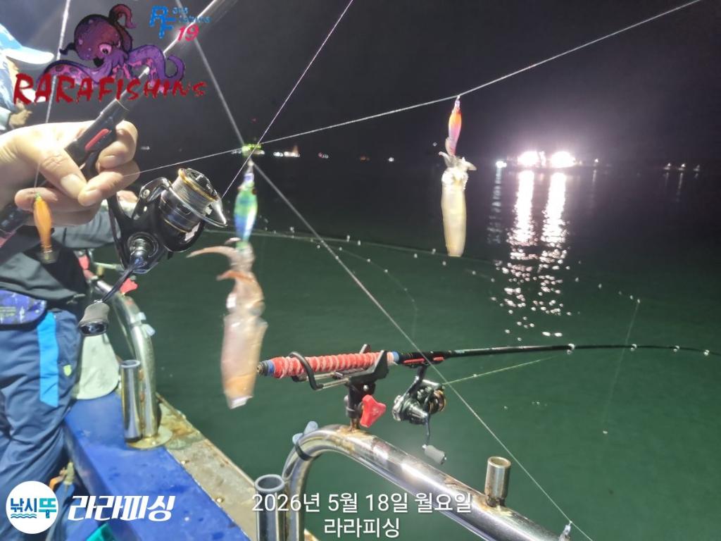 낚시뚜,호래기,속천항(진해),라라피싱,낚시뚜13