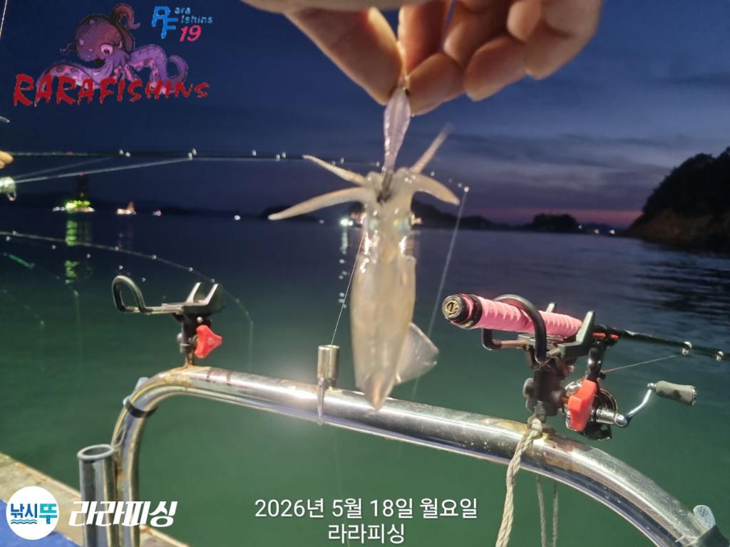 낚시뚜,호래기,속천항(진해),라라피싱,낚시뚜11