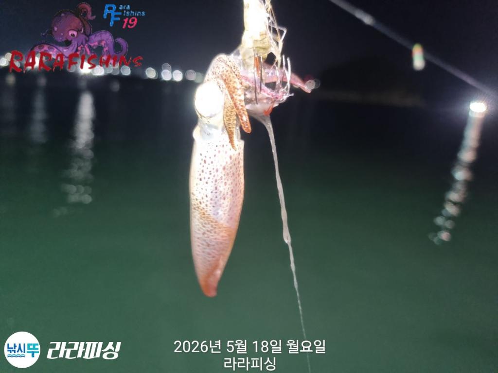 낚시뚜,호래기,속천항(진해),라라피싱,낚시뚜8