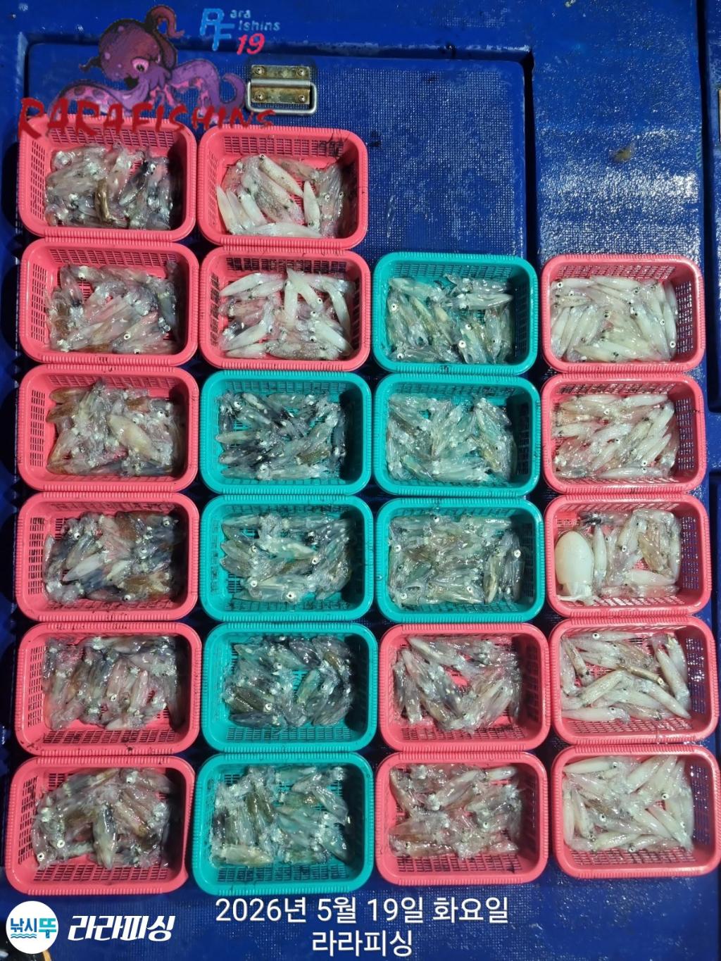 낚시뚜,호래기,속천항(진해),라라피싱,낚시뚜1