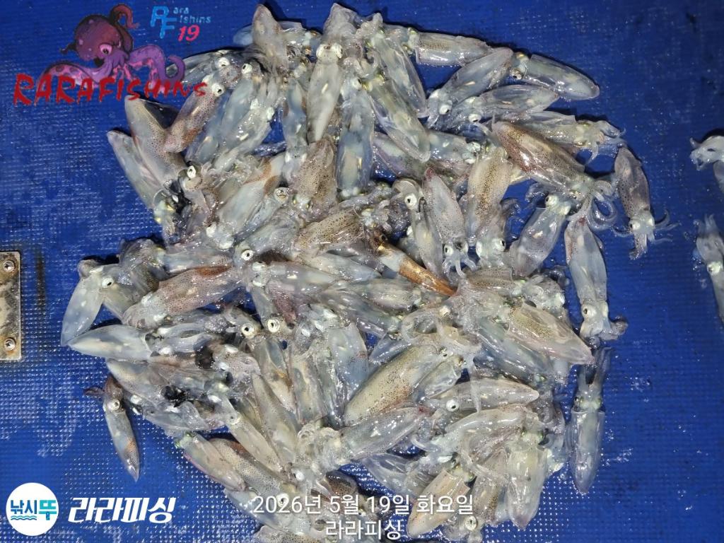 낚시뚜,호래기,속천항(진해),라라피싱,낚시뚜15