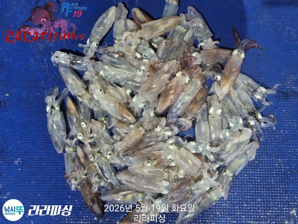 낚시뚜,호래기,속천항(진해),라라피싱,낚시뚜14