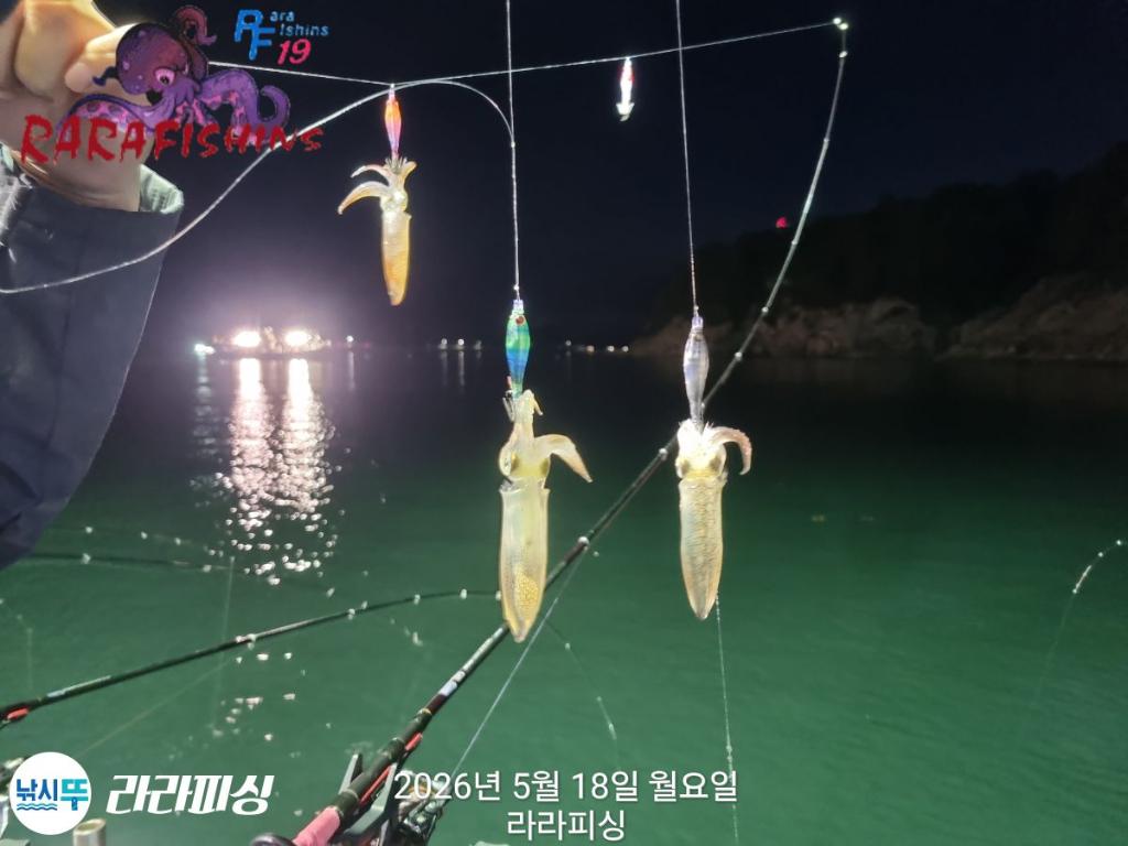 낚시뚜,호래기,속천항(진해),라라피싱,낚시뚜10